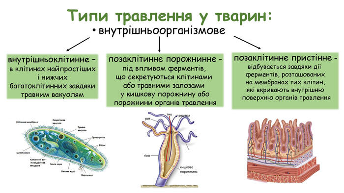 Презентація до уроку: "Живлення і травлення. Різноманітність травних систем тварин"