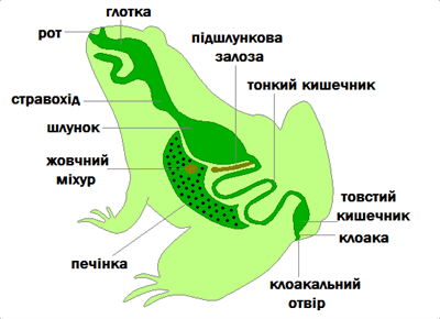 Органи травної і нервової системи земноводних — урок. Біологія, 7 клас.