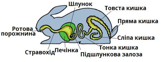 Травна система Ссавців — урок. Біологія, 7 клас.
