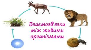 Тестовий контроль "Взаємозв’язки між живими організмами" 6 клас НУШ