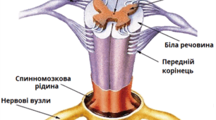Нейрони. Нервова система. Спинний мозок