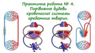 Практична робота № 4. Порівняння будови кровоносної системи хребетних тварин.