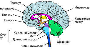 Лабораторне дослідження №7. Вивчення будови спинного та головного мозку людини