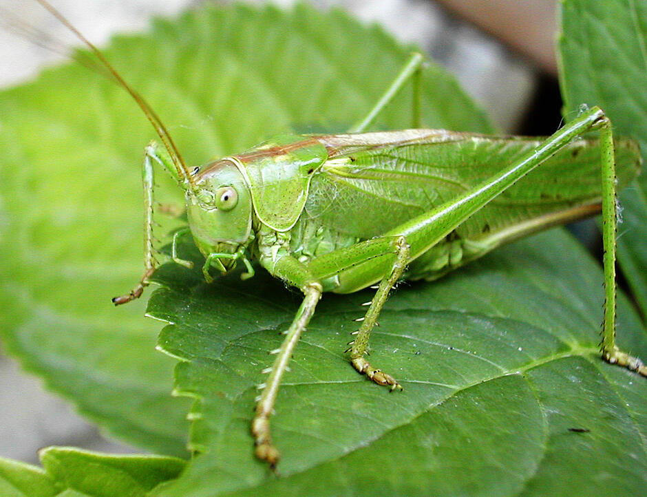 0600733n-3f31-940x722.jpg