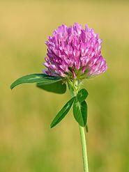 060073em-f530-185x247.jpg