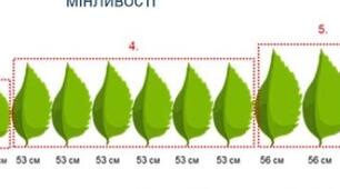 Модифікаційна мінливість