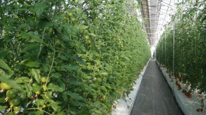 В Японії розробили інноваційний спосіб вирощування овочів та фруктів – Agrigator аграрних новин