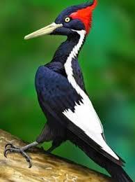 ᐈ Дятел білодзьобий (Campephilus principalis) | Discover.in.ua