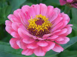 06007djk-cc71-259x194.jpg