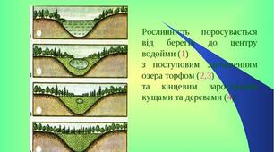 Властивості та характеристики екосистем. Типи зв’язків між популяціями різних видів в екосистемах.  Екологічні сукцесії, причини сукцесій та їхні типи