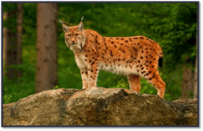 06007gbt-38f6-287x185.png