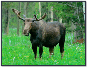06007gci-da76-290x224.png