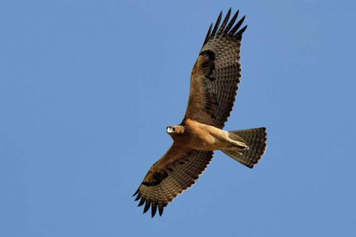 06007gta-cce7-512x341.jpg