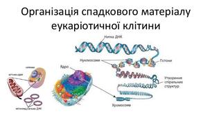 Організація спадкового матеріалу клітини еукаріотів
