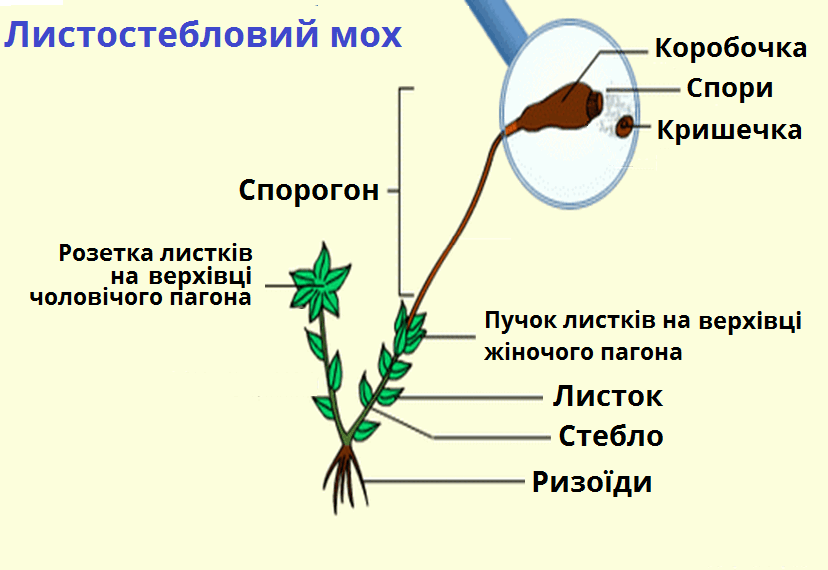 06007qya-8864-828x570.png