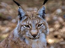 06007s9n-6d79-212x158.jpg