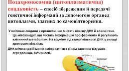  Позахромосомна спадковість.