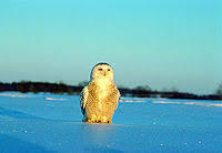 06007uj9-275a-200x138.jpg