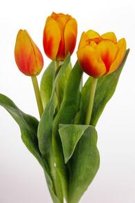 060082lf-d28c-196x294.jpg