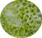 0600854m-f778-176x160.png