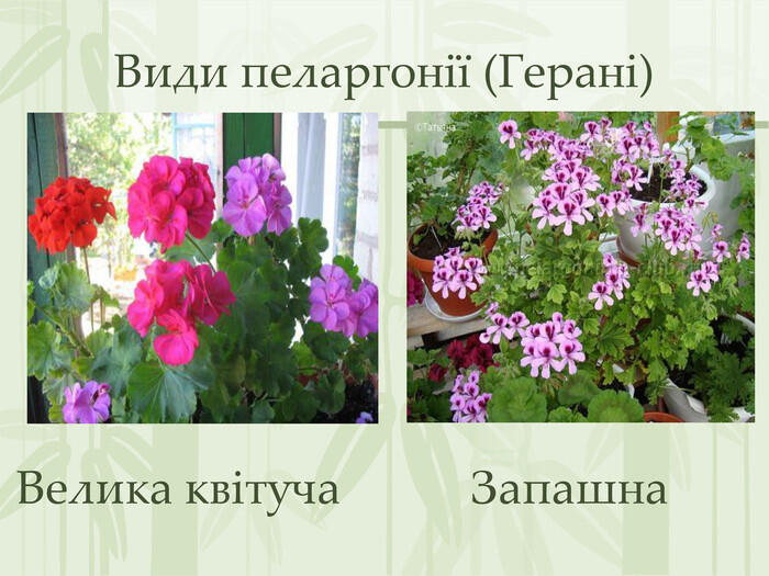 060087zc-54bf-700x525.jpg