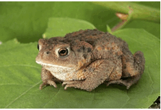 06008e9m-0219-243x165.png