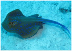 06008ebg-375c-238x170.png