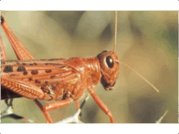 06008jwg-b8ee-196x147.png