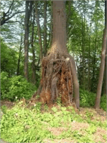 06008k5b-e8c7-217x290.png