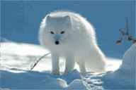 06008k8n-f6b4-192x128.png