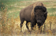 06008kaw-cbb5-224x146.png