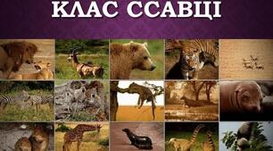 Урок "хто такі ссавці?" 3 клас