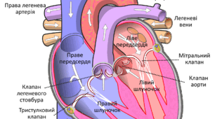 8_клас_Серце. Система кровообігу