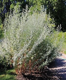 06008z4f-bc11-270x328.jpg