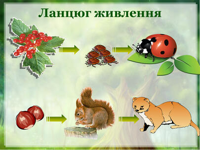 Ланцюги живлення в природі та харчовий ланцюг - Знай все! Портал для ...