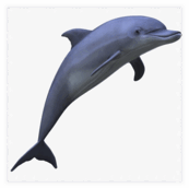 060093z3-a432-173x172.png