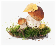 060093ze-0473-194x162.png