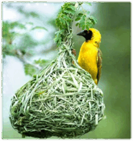 06009526-ba6c-193x205.png