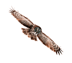 0600957g-1795-233x204.png