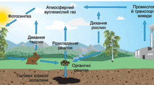 Біогеохімічні цикли