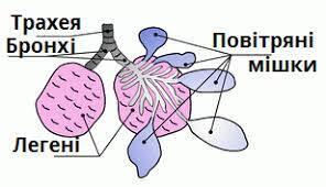 Дихальна система Птахів. «Подвійне дихання» — урок. Біологія, 7 клас.