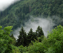06009aq1-d392-222x187.jpg