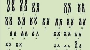 Каріотип людини та його особливості. Хромосомний аналіз як метод виявлення порушень у структурі каріотипу