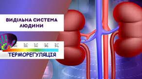 Тестування з теми «Виділення. Терморегуляція»