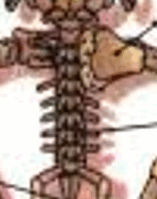 06009h32-4289-157x199.png