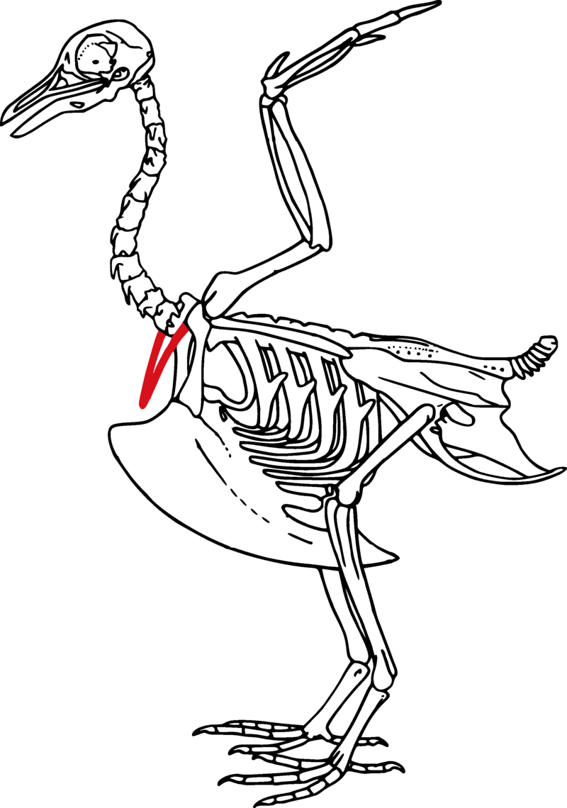 06009hc7-e4fa-800x1140.png