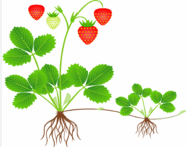 06009ozr-7894-272x215.png