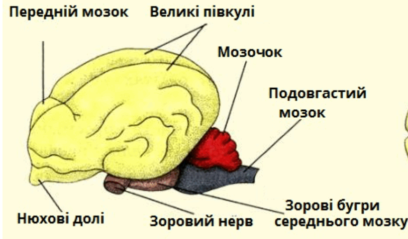 06009ptn-cef6-812x477.png