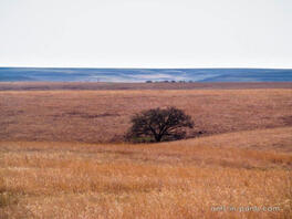 06009zs3-93d1-264x198.jpg