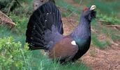06009zwc-70f1-172x101.jpg